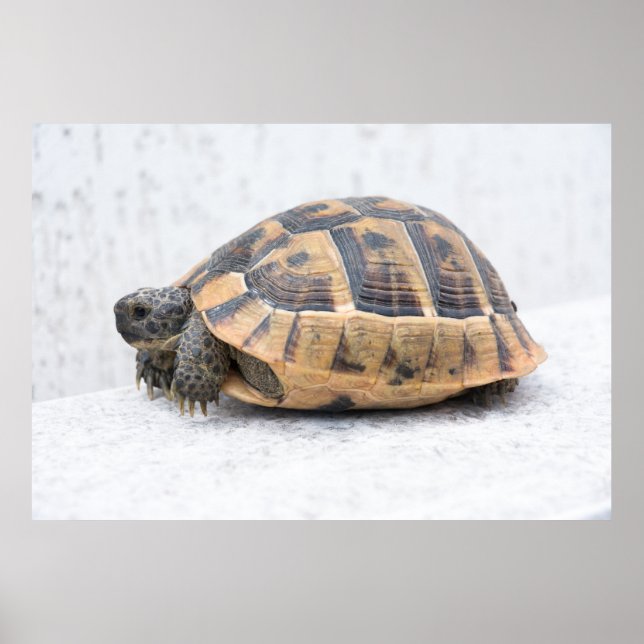 Póster Tortuga (Frente)