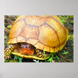 Póster Tortuga