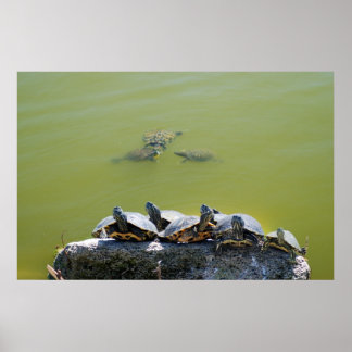 Póster tortuga