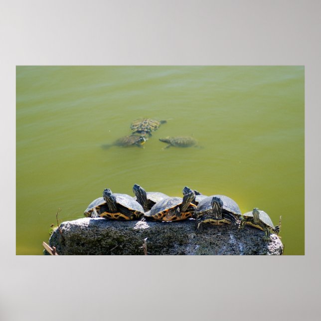 Póster tortuga (Frente)