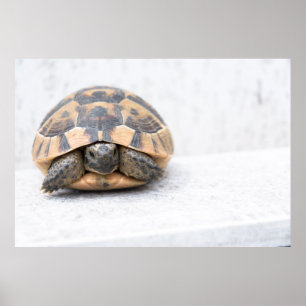 Póster Tortuga