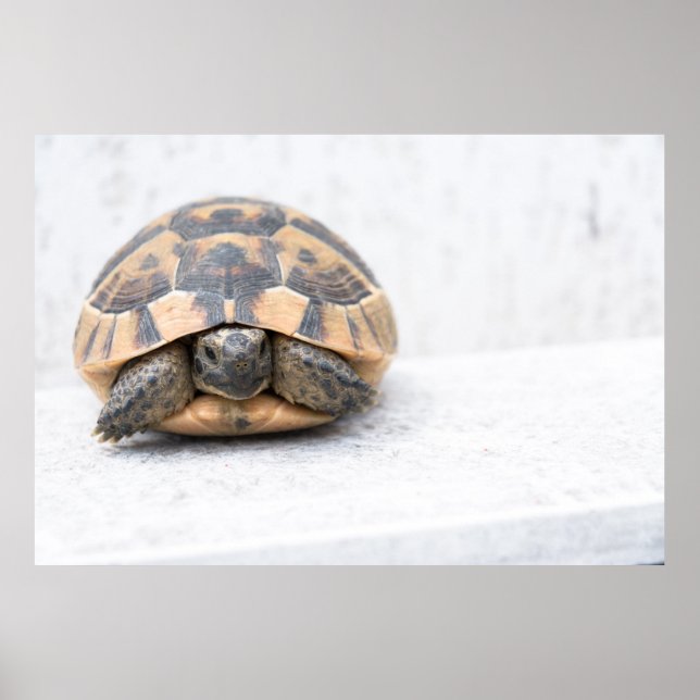 Póster Tortuga (Frente)