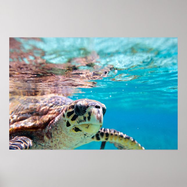 Póster Tortuga (Frente)