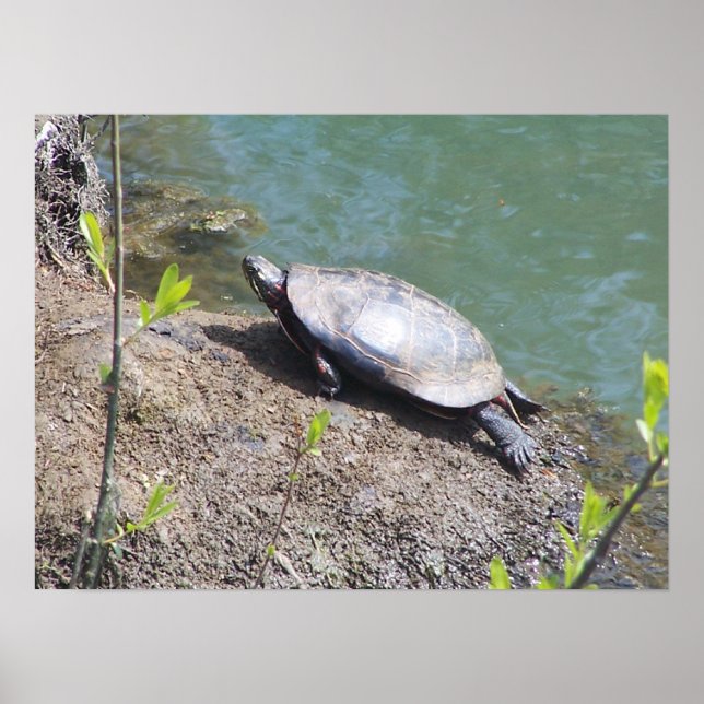 Póster Tortuga2 (Frente)