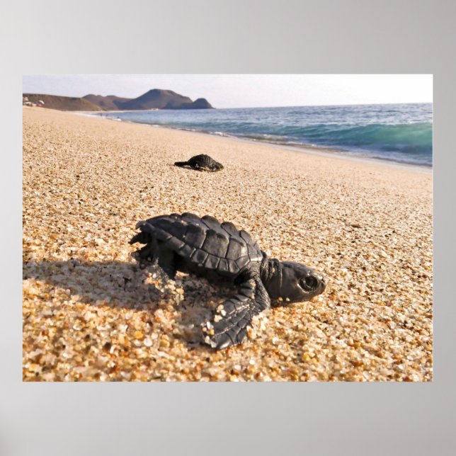 Póster Tortuga bebé (Frente)