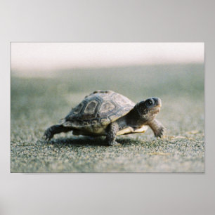 Póster Tortuga caminante