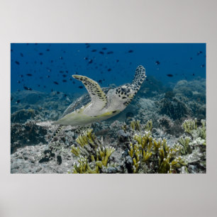 Póster Tortuga Carey Nadando