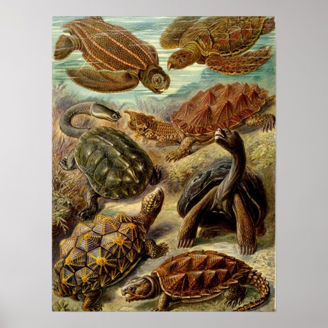 Póster Tortuga (Chelonia) de Haeckel (Frente)