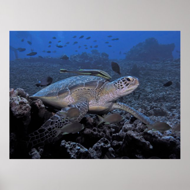 Póster Tortuga con dedo (Frente)