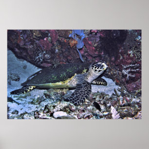 Póster Tortuga cubierta