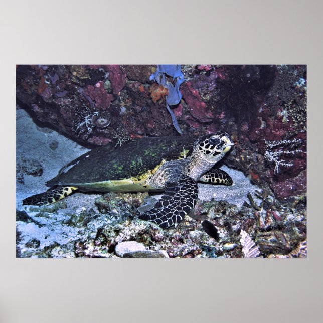 Póster Tortuga cubierta (Frente)