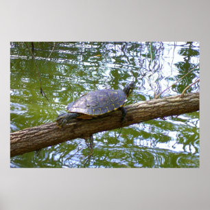 Póster Tortuga de árbol