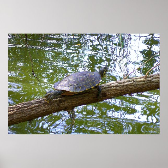 Póster Tortuga de árbol (Frente)