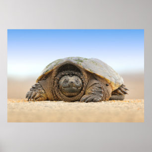 PÓSTER TORTUGA DE ARENA GRIS