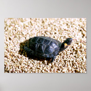 Póster Tortuga de bog