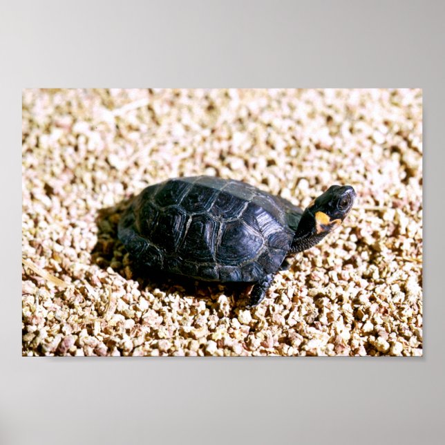Póster Tortuga de bog (Frente)