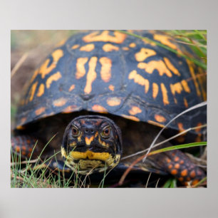 Póster Tortuga de caja