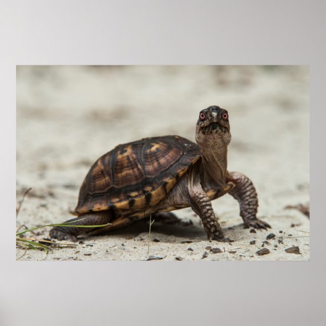 Póster Tortuga de caja común (Frente)