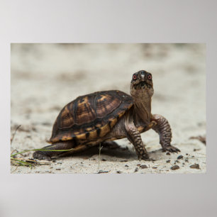 Póster Tortuga de caja común