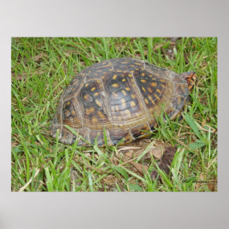 Póster Tortuga de caja oriental