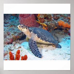 Póster Tortuga de Hawksbill
