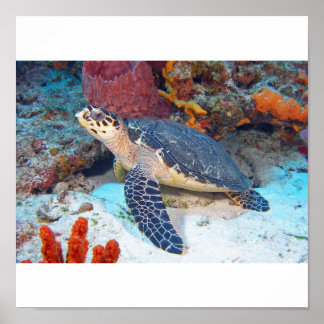 Póster Tortuga de Hawksbill