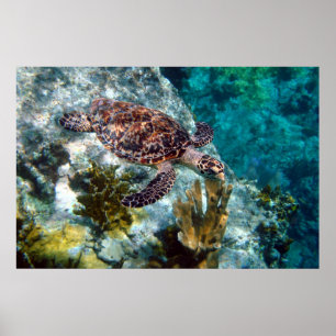 Póster Tortuga de mar de Hawksbill, Islas Vírgenes de lo