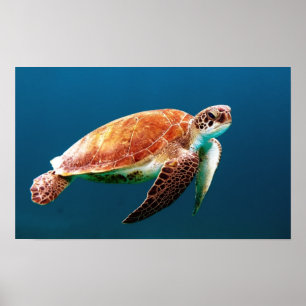 PÓSTER TORTUGA DE MAR DE LA NATACIÓN