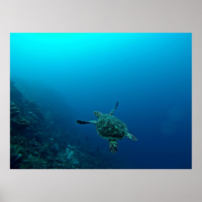 PÓSTER TORTUGA DE MAR EN AGUA (Frente)