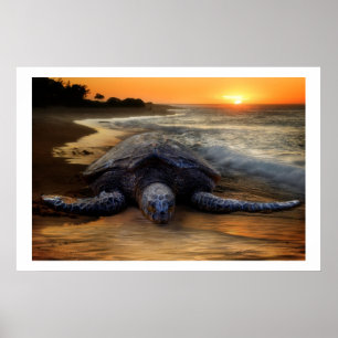 Póster Tortuga de mar en el poster de la puesta del sol