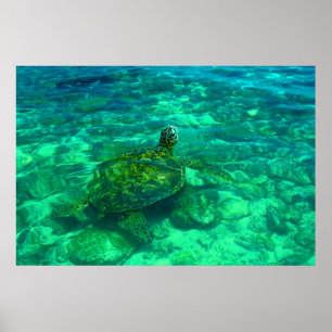 Póster Tortuga de mar hawaiana de Honu (36" x 24")