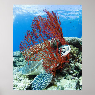 Póster Tortuga de mar que descansa bajo el agua 2