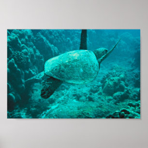 Póster Tortuga de mar verde