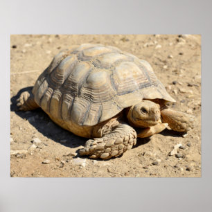 Póster Tortuga de origen africano en tierra