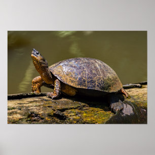 Póster Tortuga de río en Tortuguero - Costa Rica