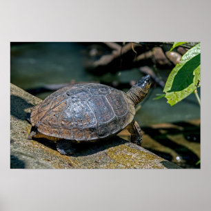 Póster Tortuga de río en Tortuguero - Costa Rica