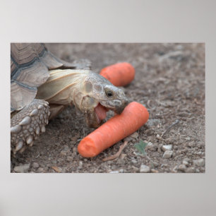 Póster Tortuga de Sulcata comiendo zanahoria