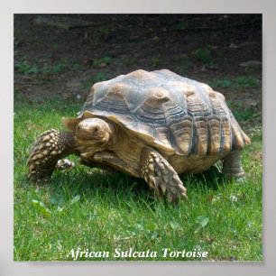 Póster Tortuga de Sulcata del africano