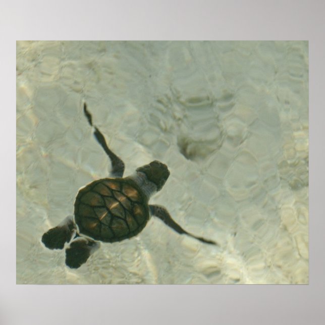 Póster Tortuga Del Mar Bebé Nadando Hacia El Mar (Frente)