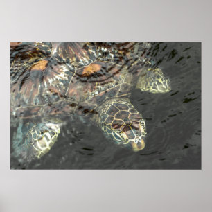 Póster Tortuga del Mar Verde