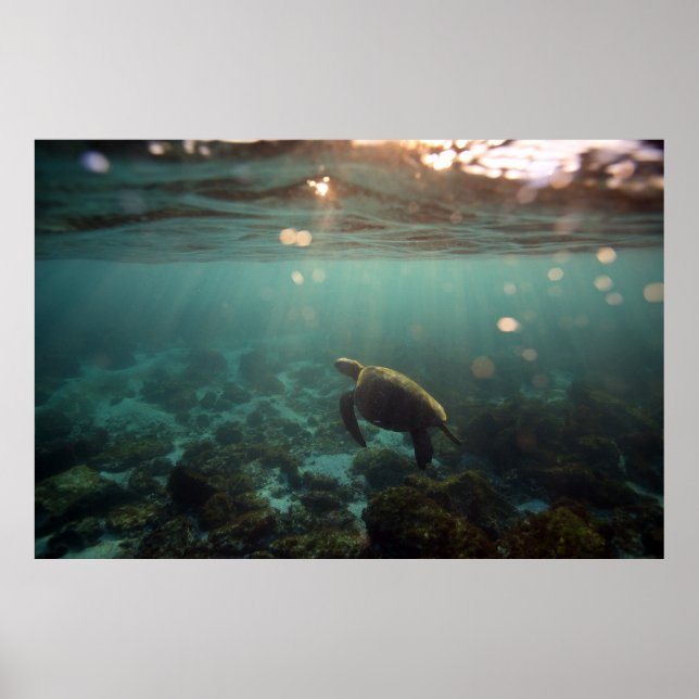 Póster Tortuga del Mar Verde de Galápagos: Serenidad subm (Frente)