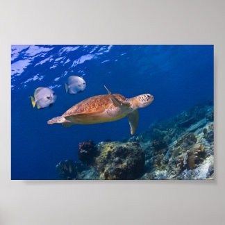 Póster Tortuga del Mar Verde nadando con dos Batfish