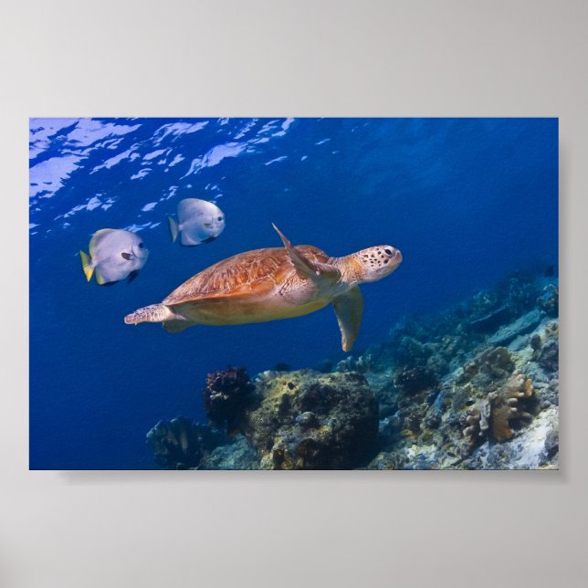 Póster Tortuga del Mar Verde nadando con dos Batfish (Frente)