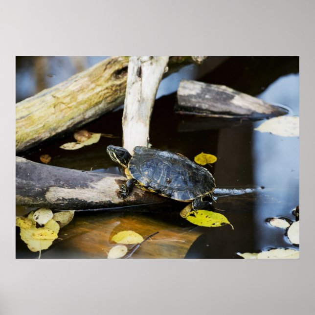 Póster Tortuga deslizante de estanqueidad en estado salva (Frente)