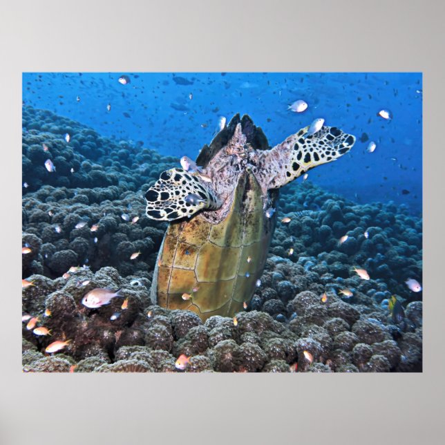 Póster Tortuga Doofy (Frente)