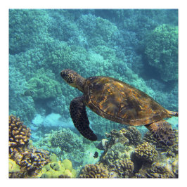 Póster tortuga en el mar