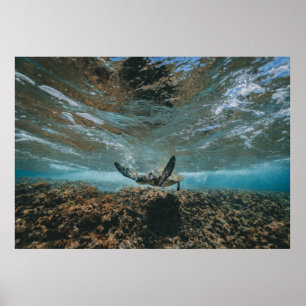 PÓSTER TORTUGA EN EL MOVIMIENTO