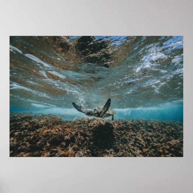 PÓSTER TORTUGA EN EL MOVIMIENTO (Frente)