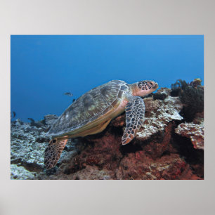 Póster Tortuga en la orilla