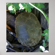 Tortuga entre el follaje